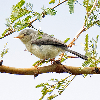 Buff-bellied Warbler