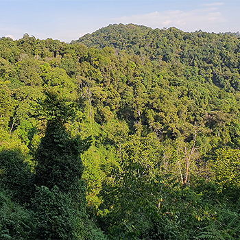 Bwindi Impenetrable Forest