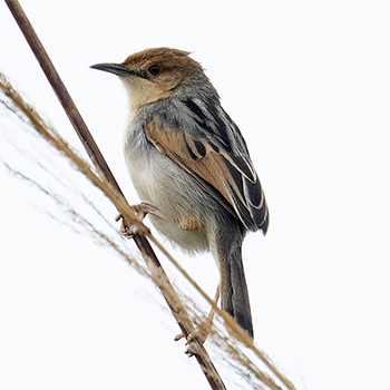 Carruthers's Cisticola