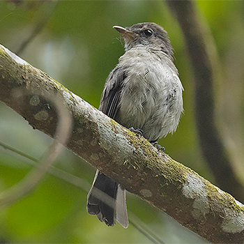 Chapin's Flycatcher