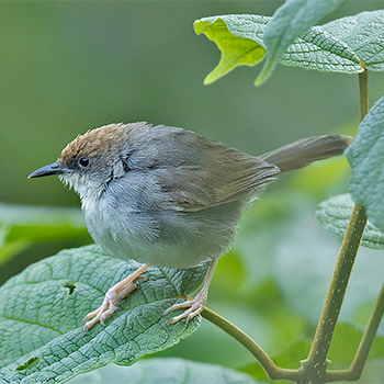 Chubb's Cisticola