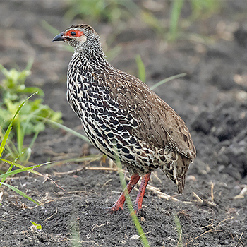 Clapperton's Francolin