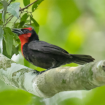 Crested Malimbe