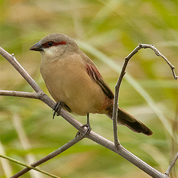 Crimson-rumped Waxbill