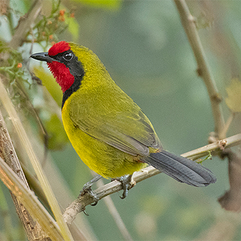 Doherty's Bushshrike