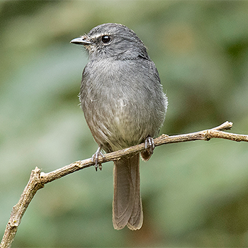 Dusky-blue Flycatcher