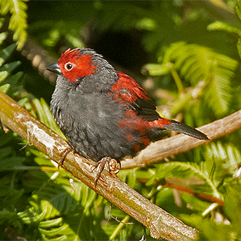 Dusky Crimsonwing