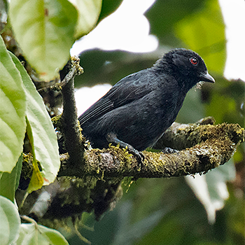 Dusky Tit