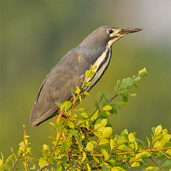 Dwarf Bittern