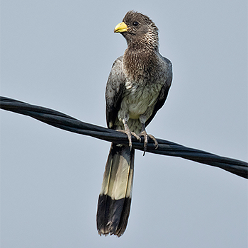 Eastern Plantain-eater