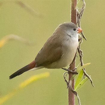 Fawn-breasted Waxbill