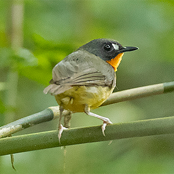 Forest Robin