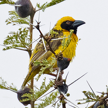 Fox's Weaver