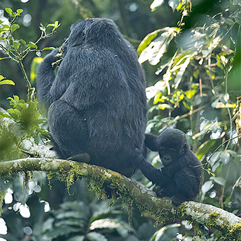 Gorilla