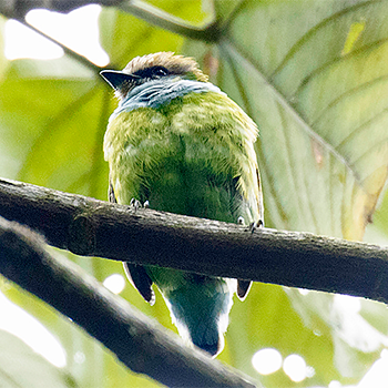 Grauer's Broadbill
