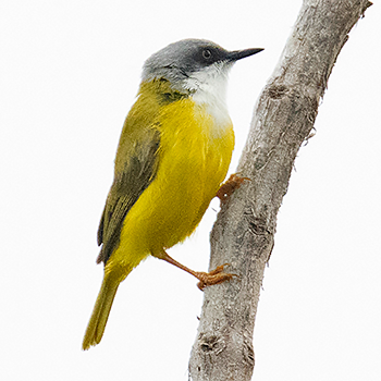 Green-backed Eremomela
