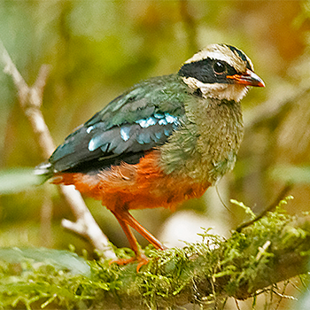 'Green-breasted Pitta
