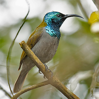 Green-headed Sunbird
