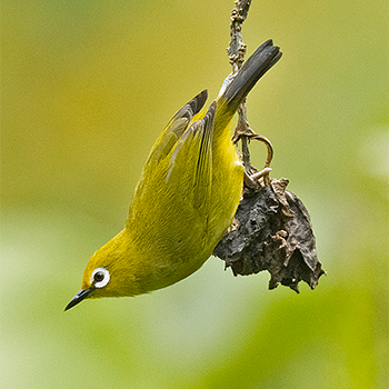 Green White-eye
