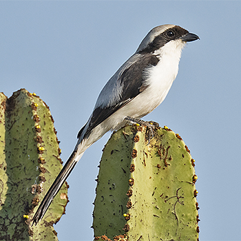 Grey-backed Fiscal