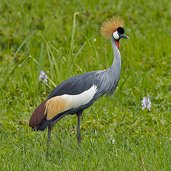Grey Crowned-crane