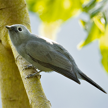 Grey Cuckooshrike