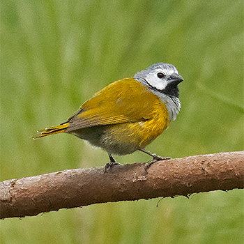 Grey-headed Oliveback