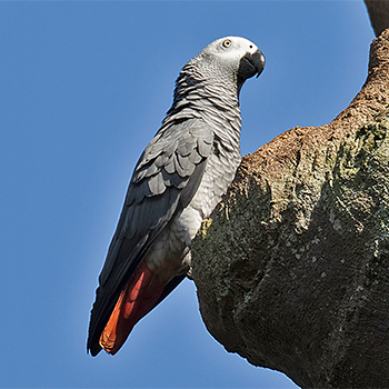 Grey Parrot