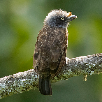 Grey-throated Barbet