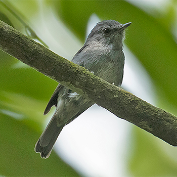 Grey-throated Tit-flycatcher