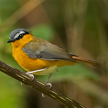 Grey-winged Robin-chat