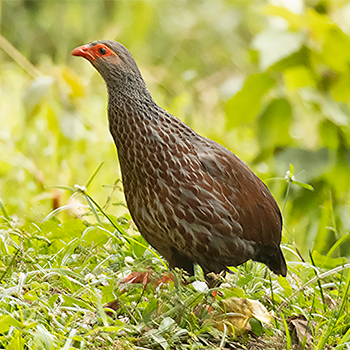 Handsome Francolin