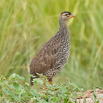 Heuglin's Francolin