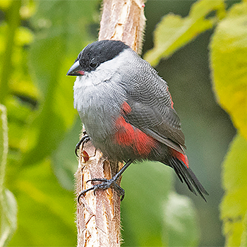 Kandt's Waxbill