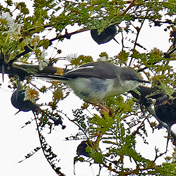 Karamoja Apalis