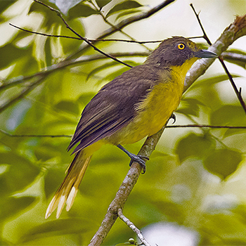 Lesser Bristlebill