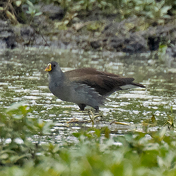Lesser Moorhen
