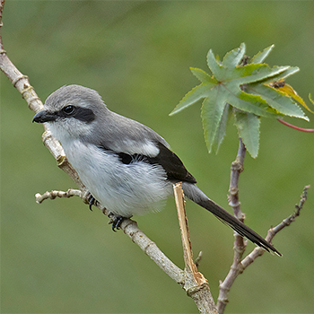 Mackinnon's Shrike