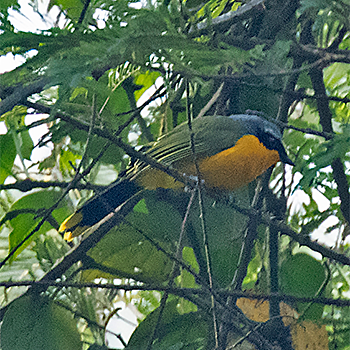 Many-coloured Bushshrike