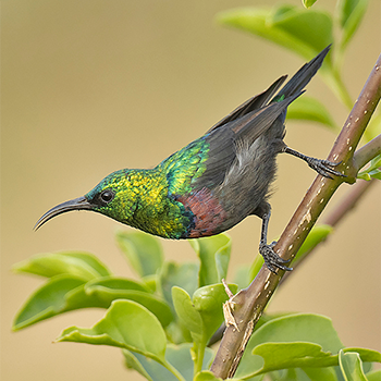 Mariqua Sunbird