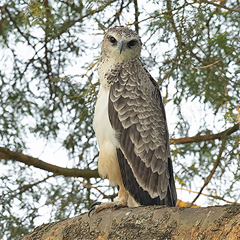 Martial Eagle