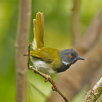 Masked Apalis