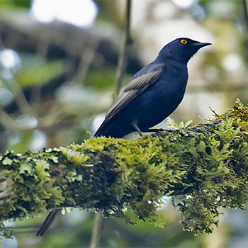 Narrow-tailed Starling