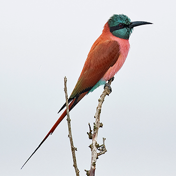 Northern Carmine Bee-eater