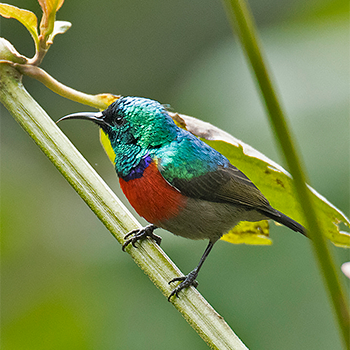 Northern Double-collared Sunbird
