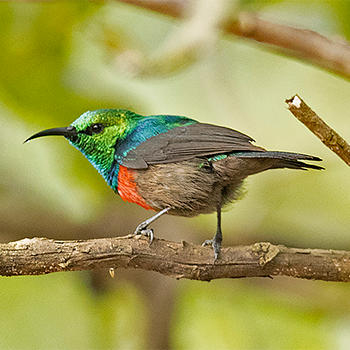 Olive-bellied Sunbird