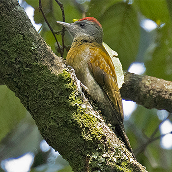 Olive Woodpecker
