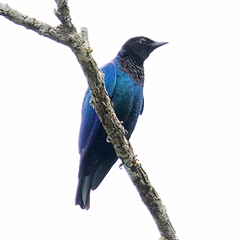 Purple-headed Starling