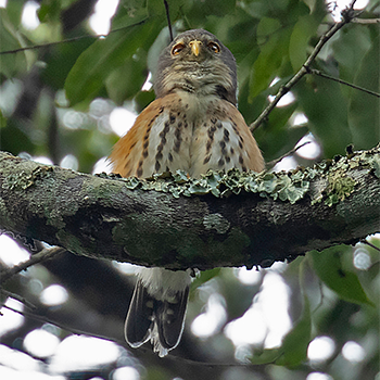 Red-chested Owlet