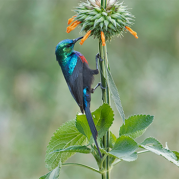 Red-chested Sunbird